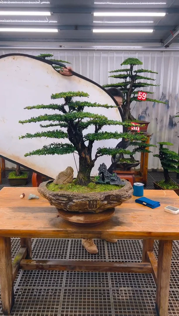 无花朵轻**松精品盆景直播间一物一拍