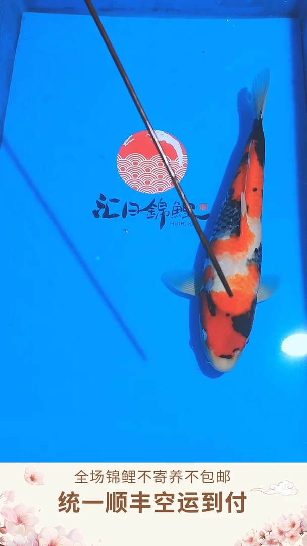 锦鲤伊佐昭和--007 （顺丰空运到付）