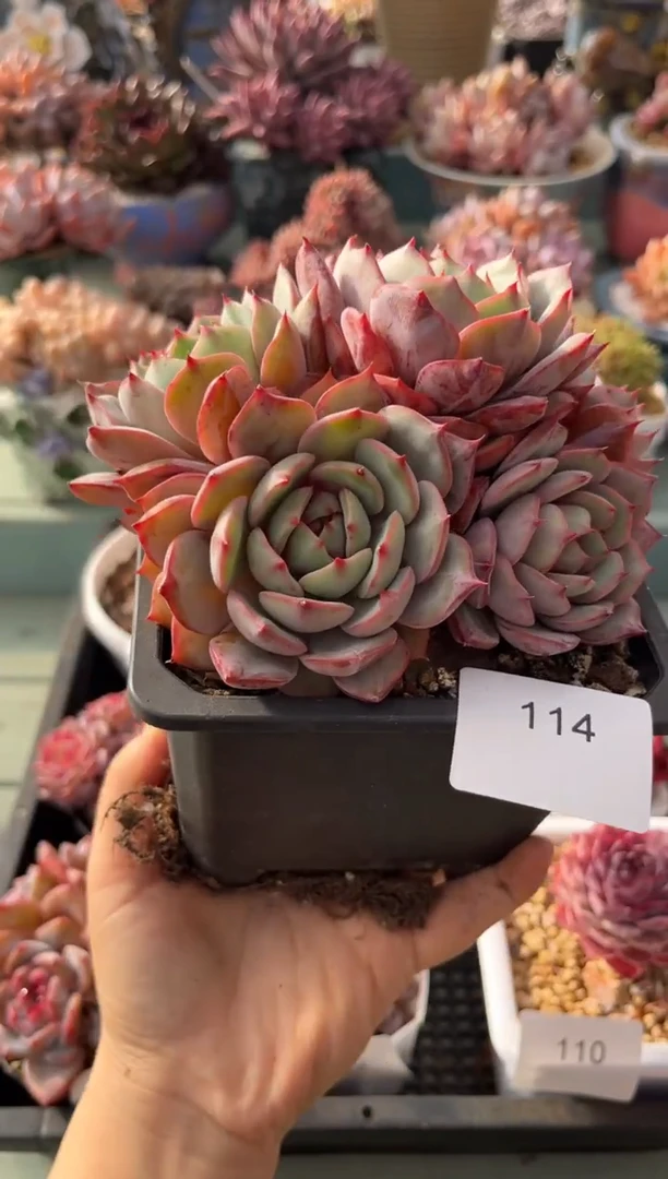 114群生虎年糖心多肉