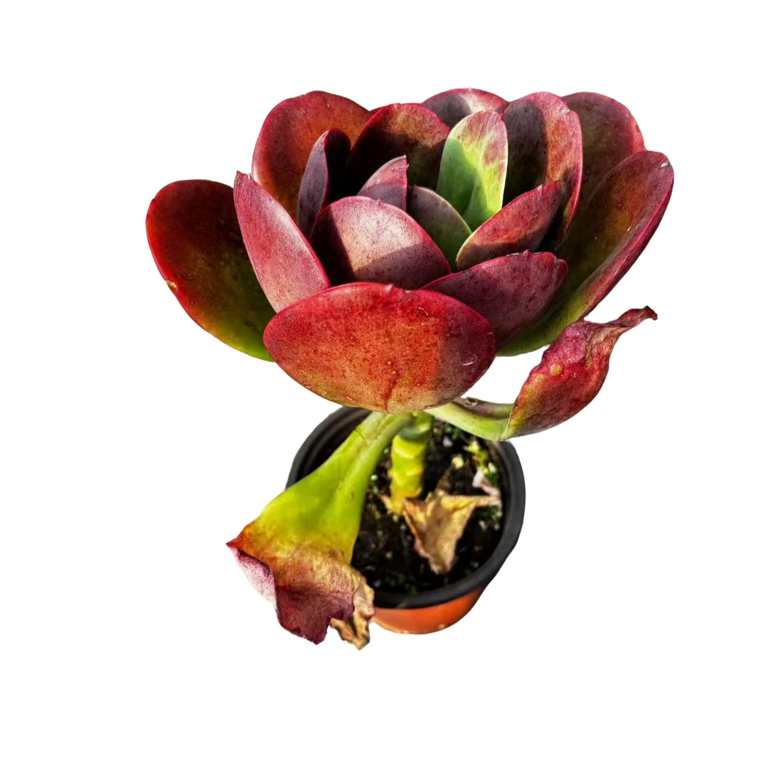 精控单头大唐玫瑰精品多肉发货根系种植优选精选售后基地自产自销