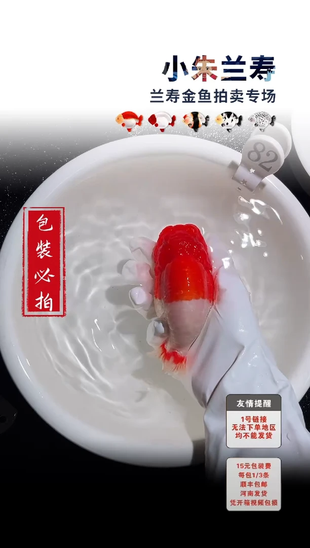 金鱼包装必拍未拍顺丰到付82号