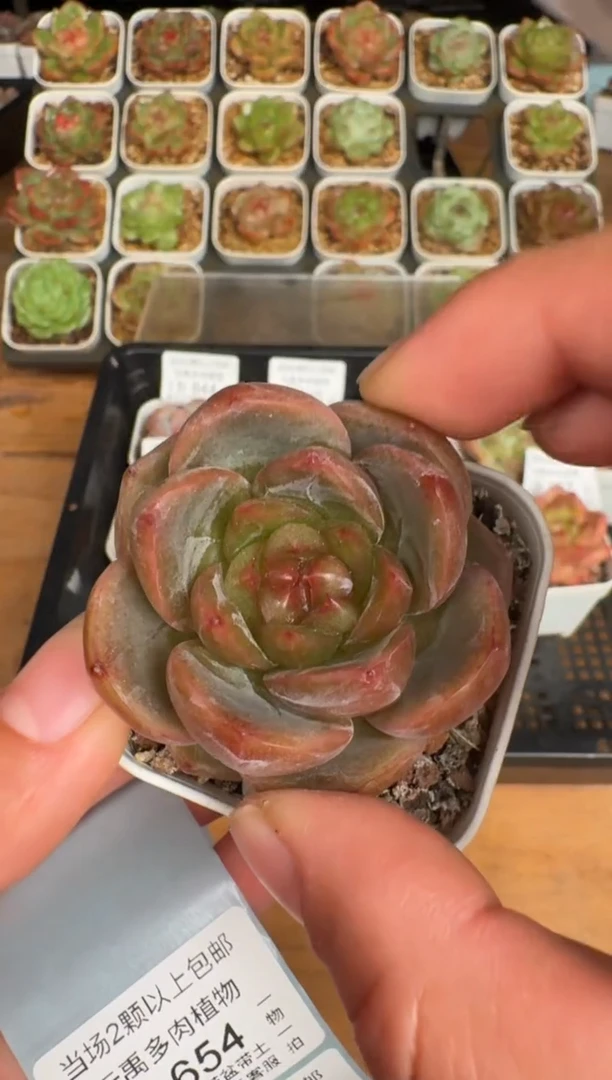 653b珍妮多肉(5.5cm杯）一物一拍 带盆土发