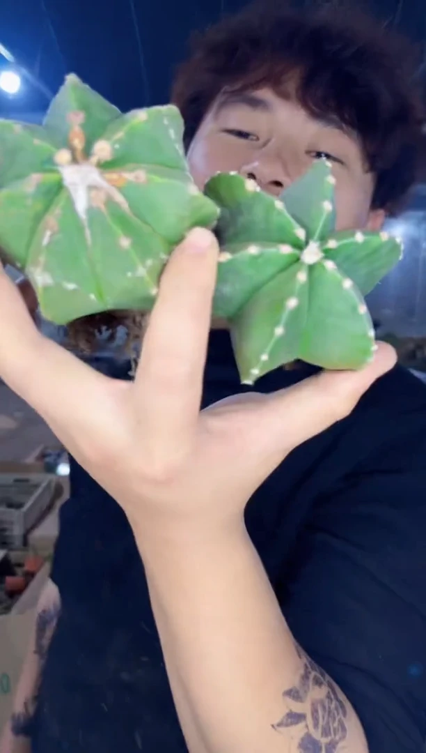 【闪购商品】2颗 鸾凤玉