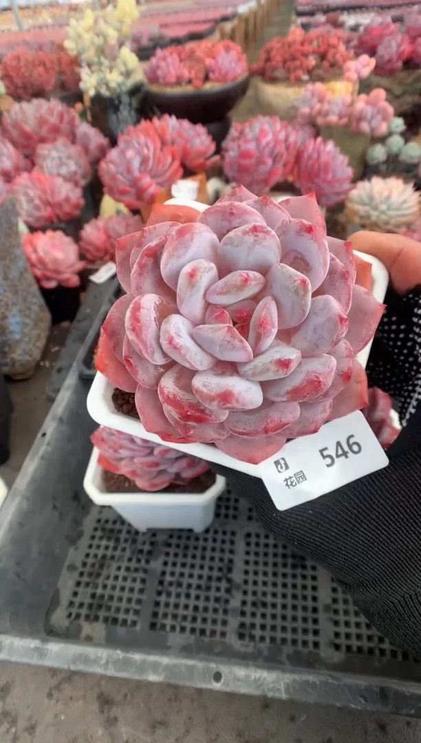 546紫皮橙一物一拍