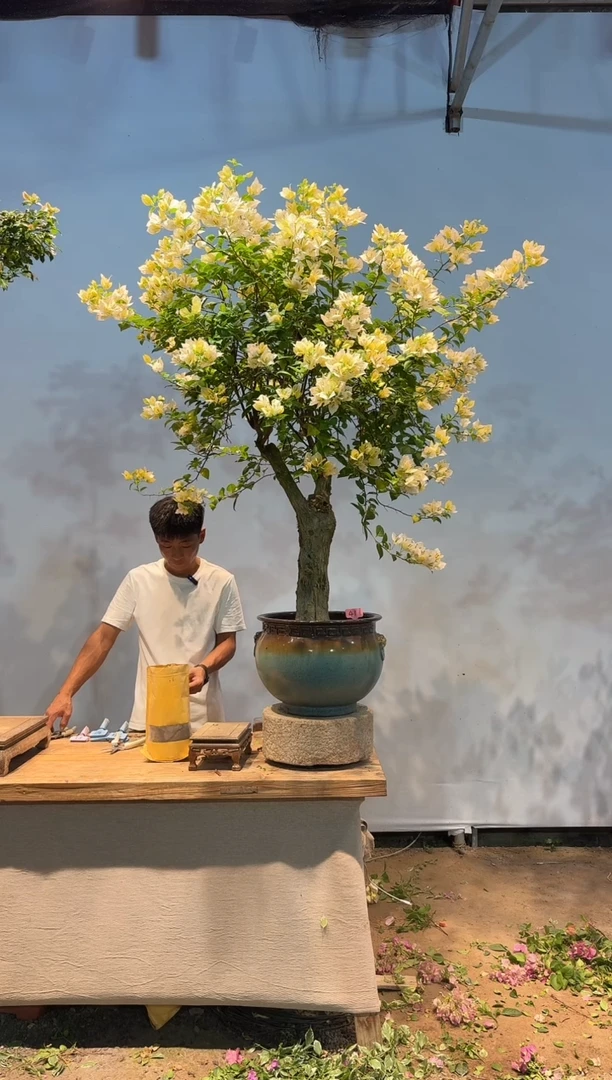 无花朵用****8三角梅专场一物一拍41