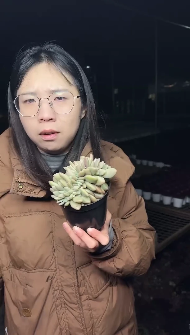 桃花源缀化 5.99