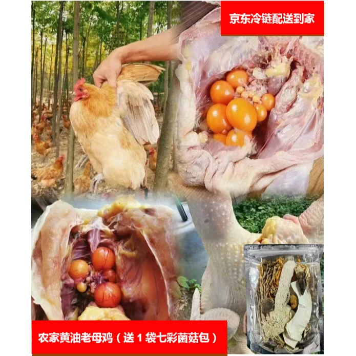 【丰子农品】农家黄油老母鸡1只+1袋七彩菌菇汤包清鲜好喝营养滋补