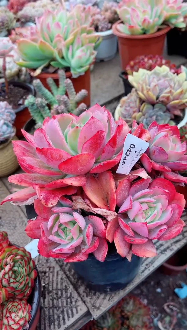 【闪购商品】04246