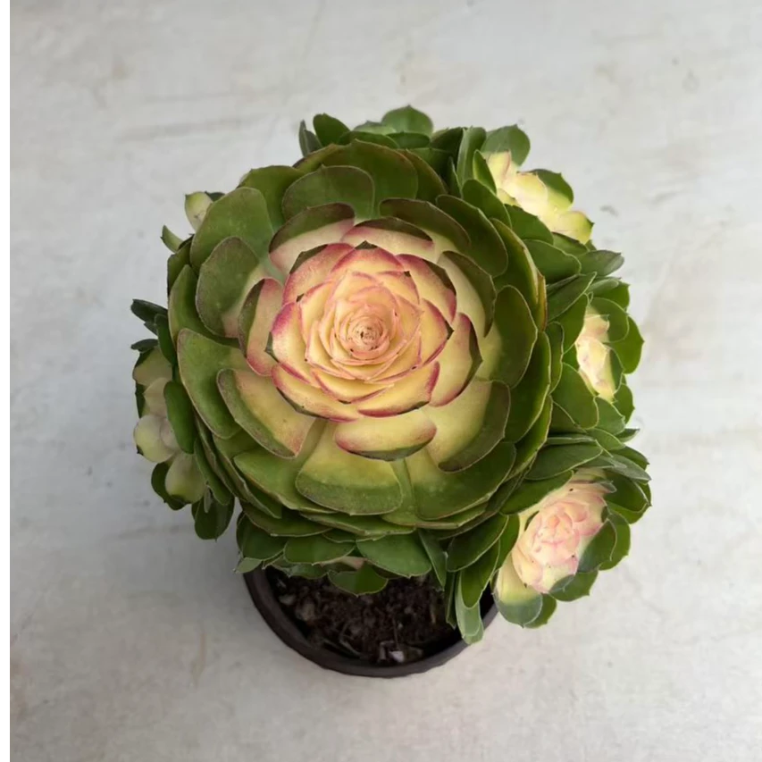 玫瑰法师多肉植物，满15包邮江南家多肉基地发货，新手，好养护，耐旱