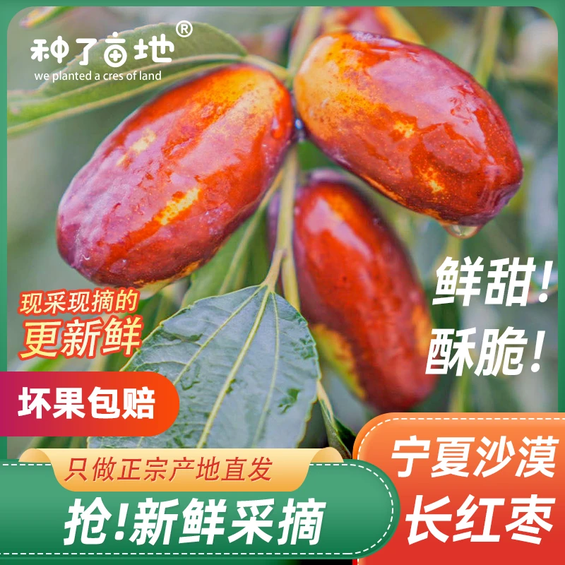 【新鲜采摘】宁夏灵武长枣新鲜当季现摘脆甜多汁皮薄肉厚水果