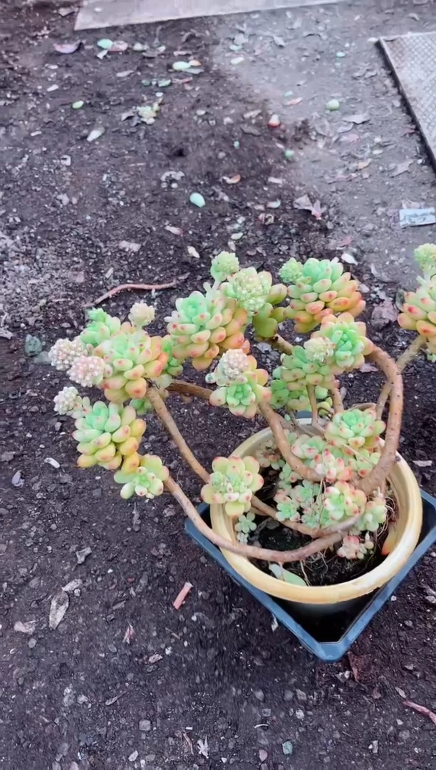 【闪购商品】15107