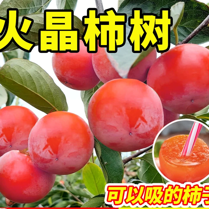火晶柿子苗树树苗脆甜柿子苗果苗磨盘牛心庭院果树盆栽南北方种植
