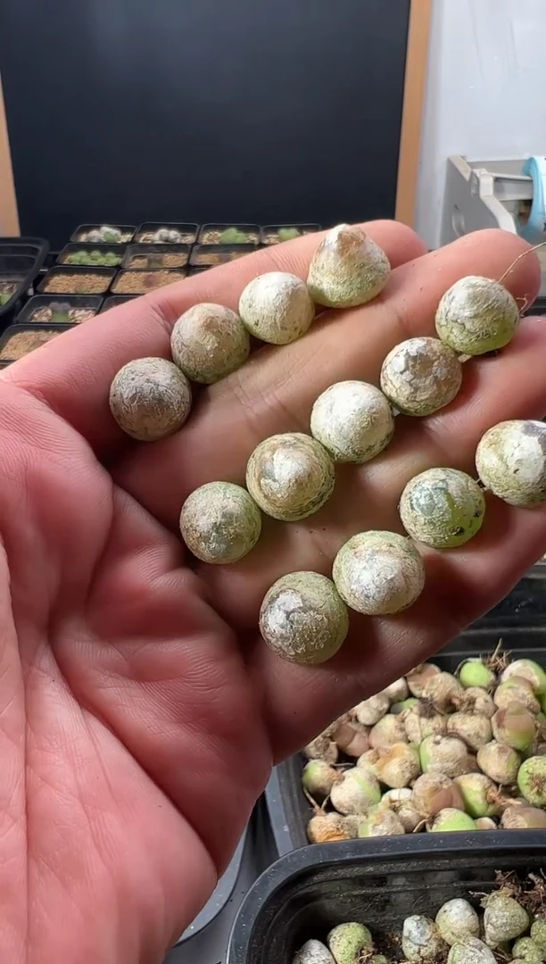 量拍灯泡13颗  尺寸1.0