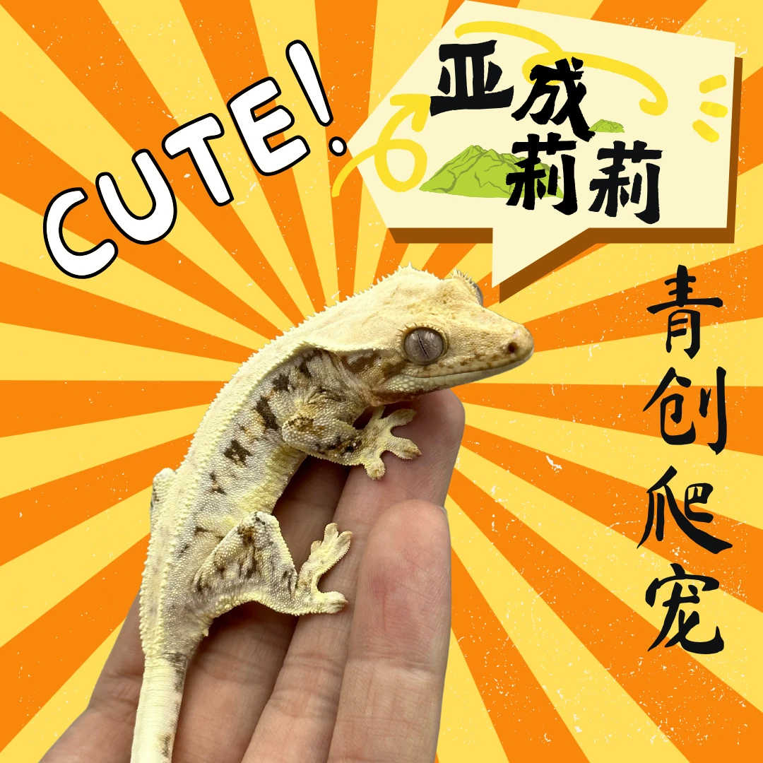 【新奇宠物】睫角守宫莉莉白亚成体苗子R属守宫温顺易养网红爬宠