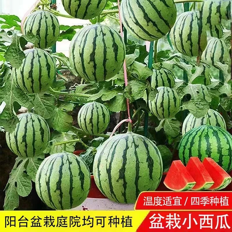 (拍2发3)盆栽小西瓜种子红玉西瓜高产易活四季阳台庭院可种蔬菜籽