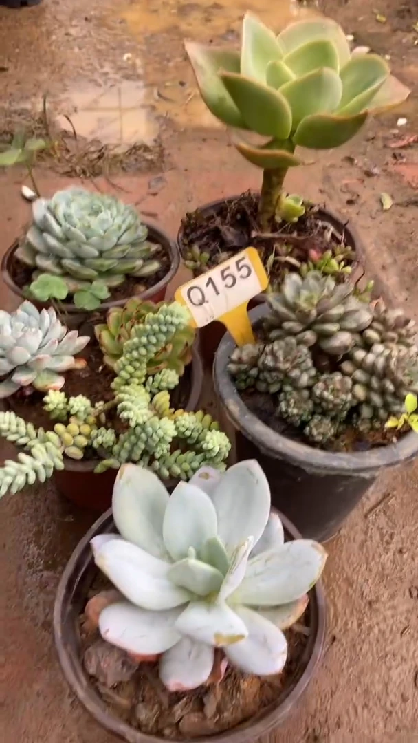 Q155多肉组合默认脱土发货
