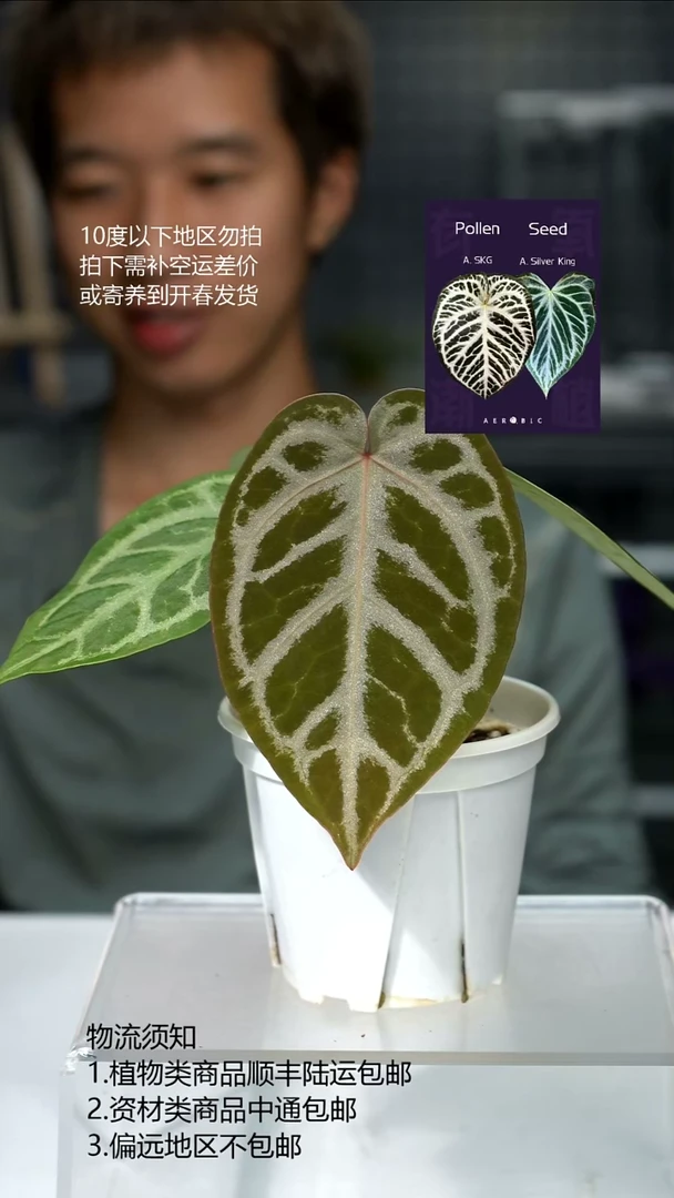 完全开放闪烁F1 01