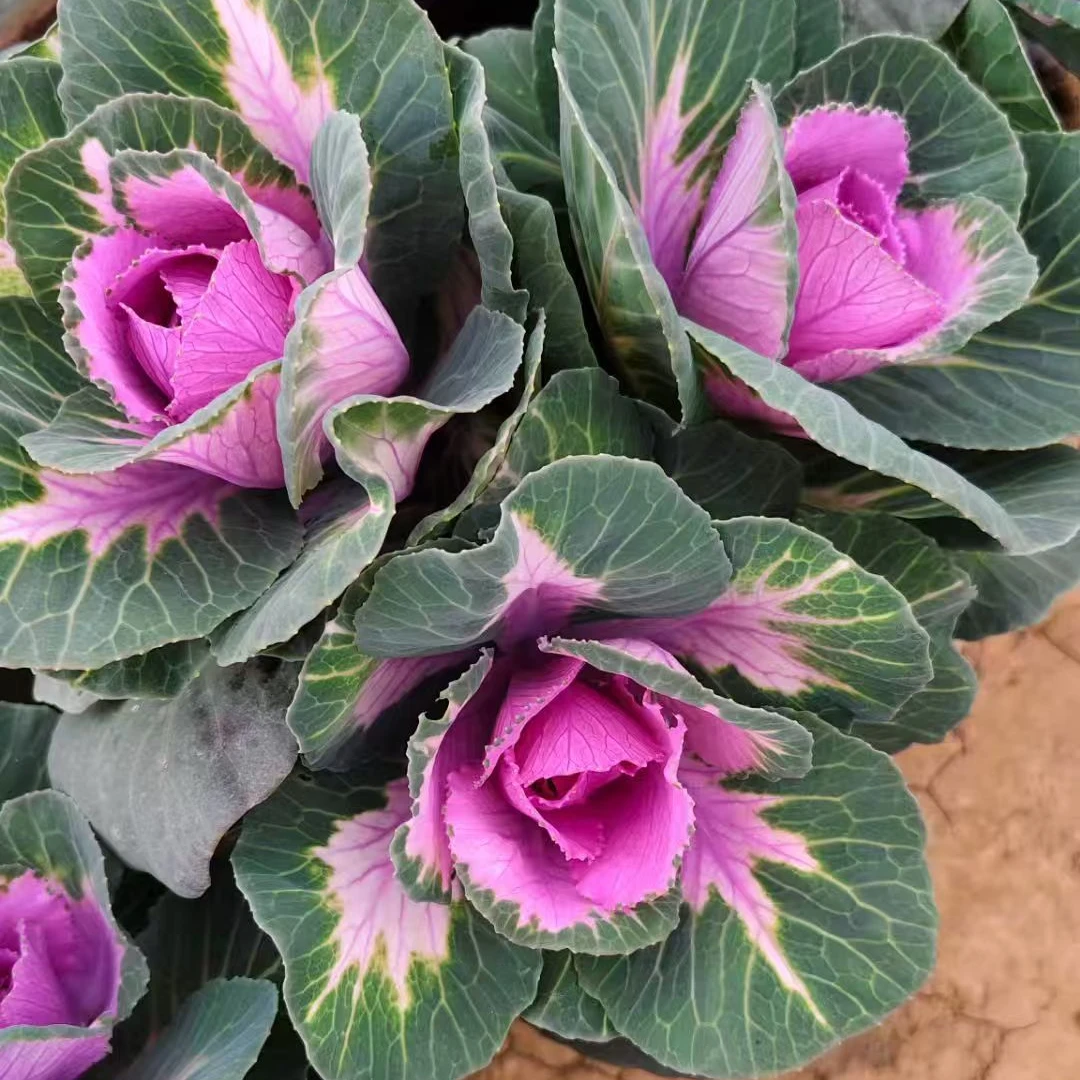 （粉鹤）多头羽衣甘蓝盆栽庭院花卉耐寒耐热多年生易养好活绿植