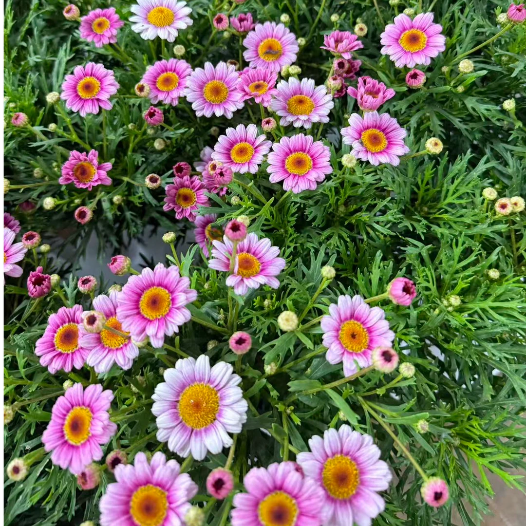 （玛格丽特）盆栽花苗带花苞易爆盆多年生适合阳台庭院