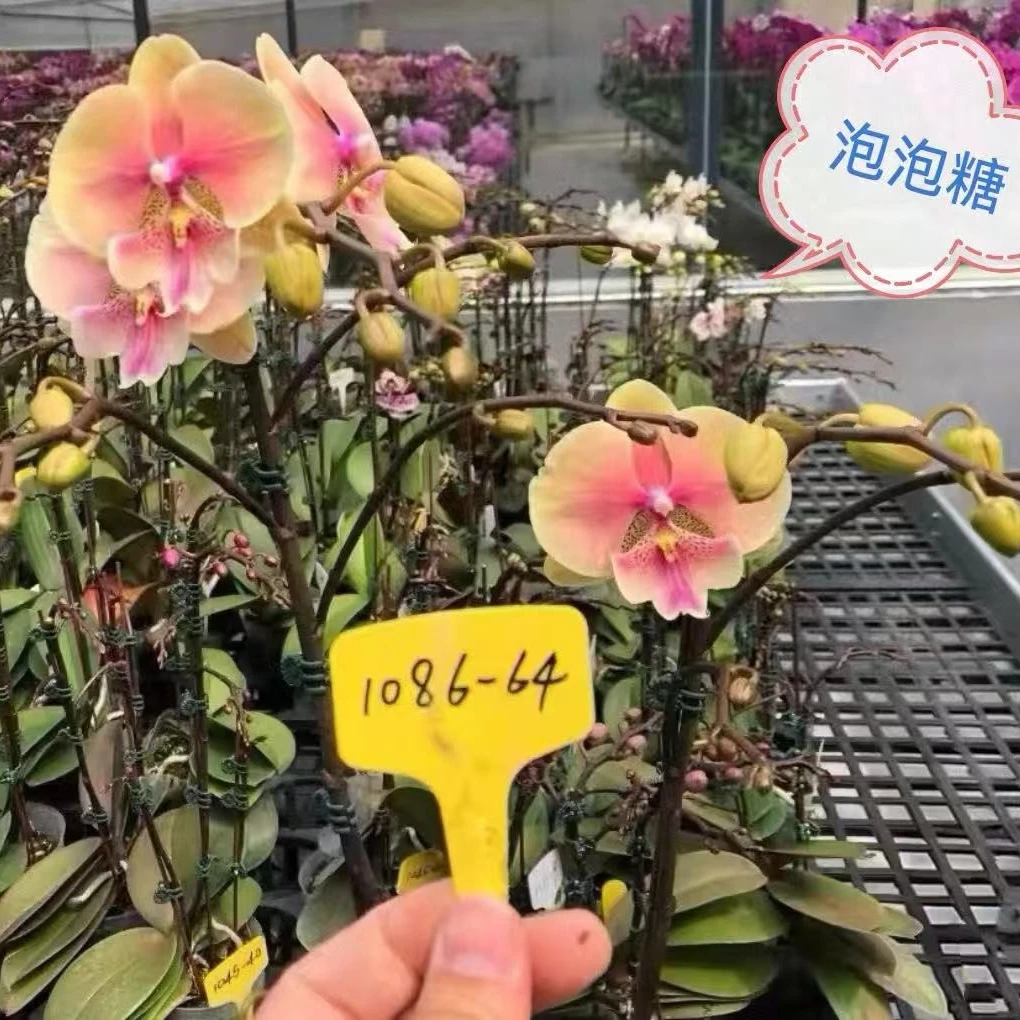 【微瑕】3.0寸泡泡糖1花剑花梗