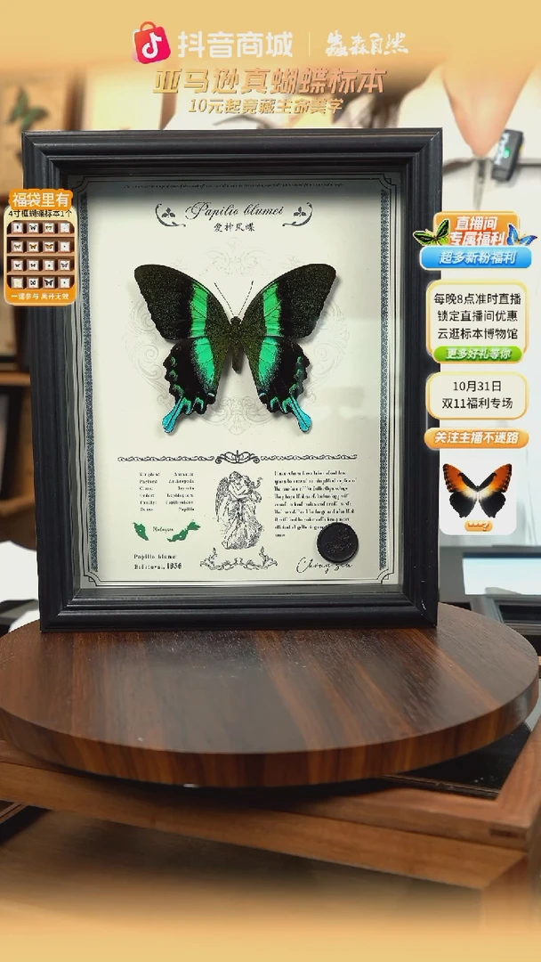 爱神凤蝶重逢艺术款10寸