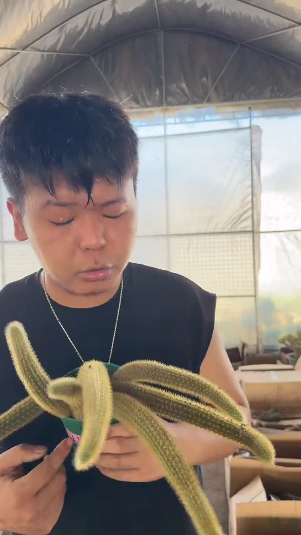 多头 红蜻蜓 金妞【带根】