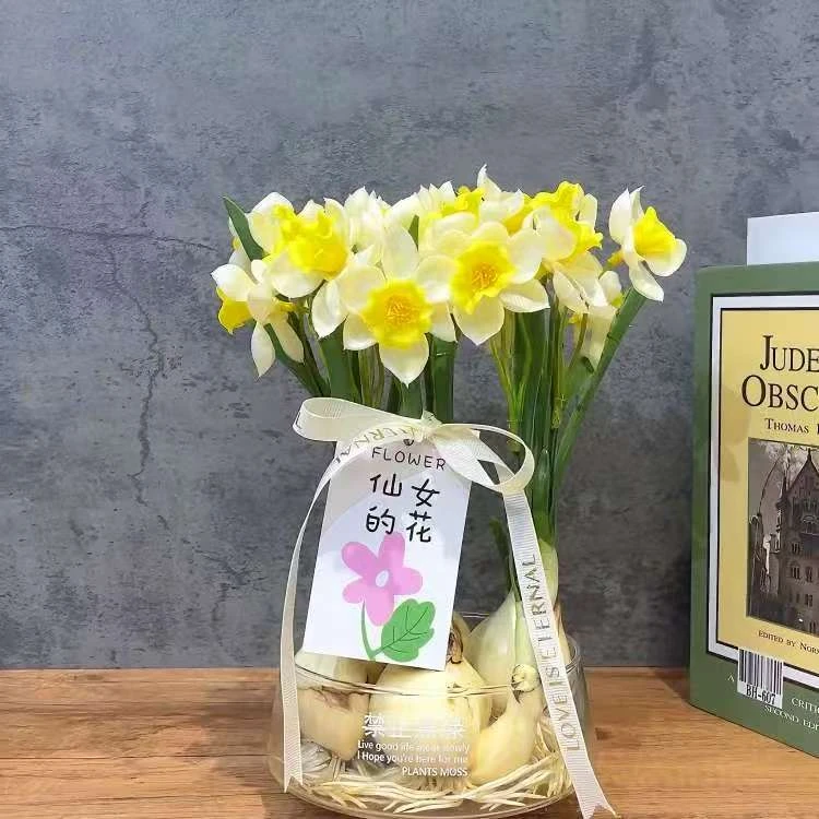 【漳州水仙花】年宵花水养花卉水培开花盆栽绿植室内客厅办公室桌面