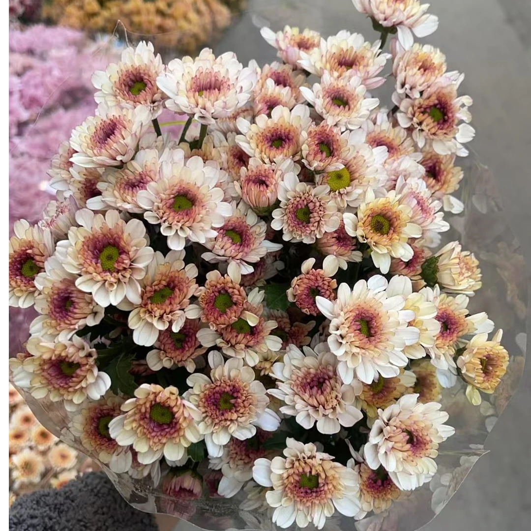 小苹果 小雏菊全店任意N单一个运费