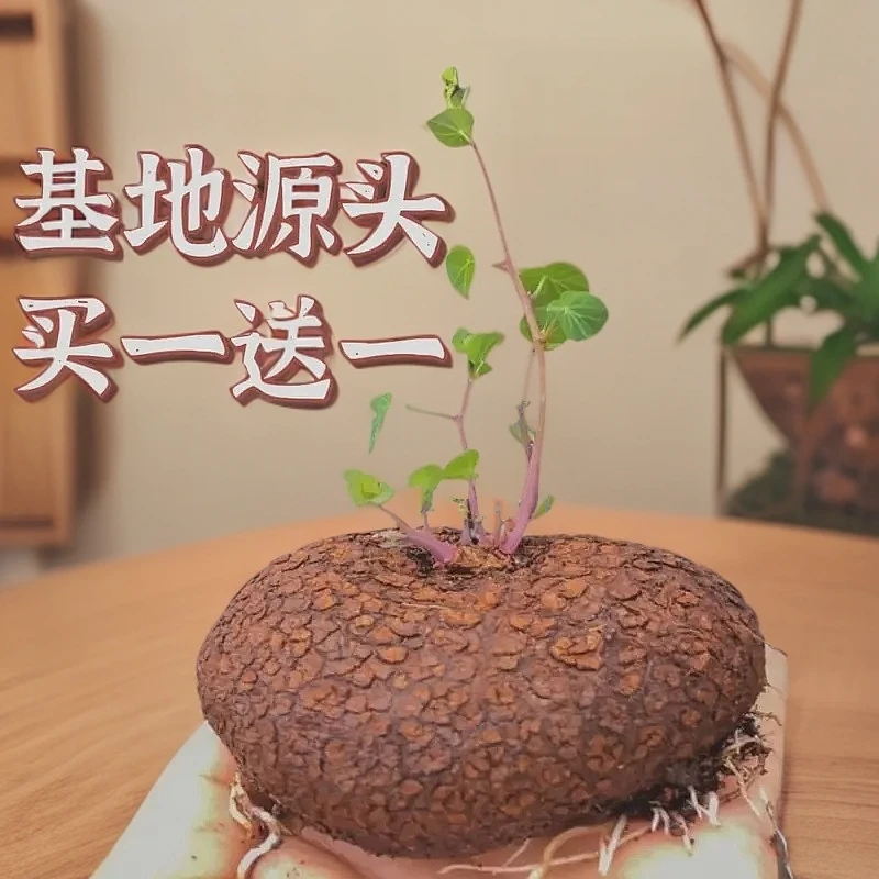 买一送一红藤圆叶山乌龟金不换七彩龟块根爬藤水培土培客厅办公室