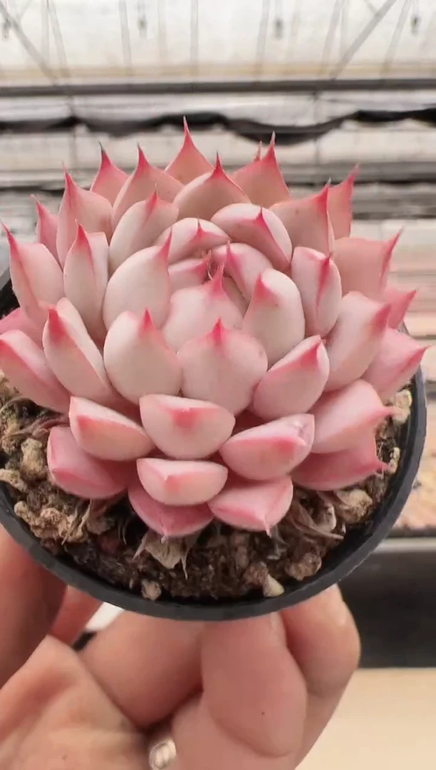 【闪购商品】新款多肉-46