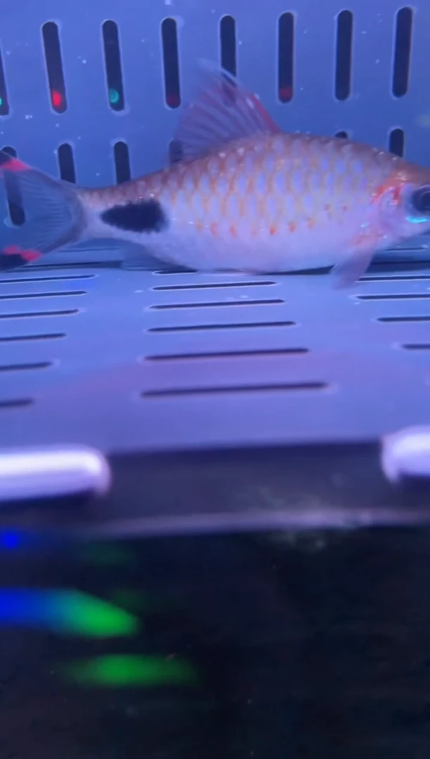 鱼蟹虾精选精品道金斯巴