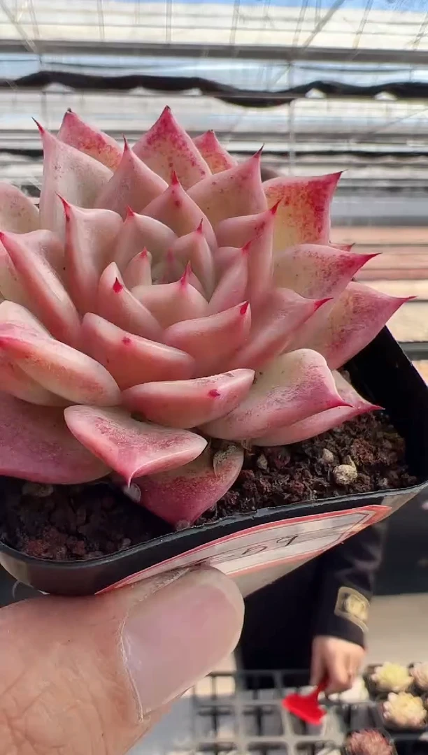 【闪购商品】东云新-59