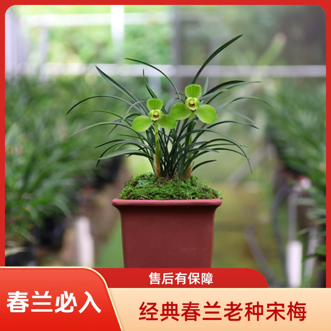【宋梅】经典春兰老八种老种宋梅梅瓣