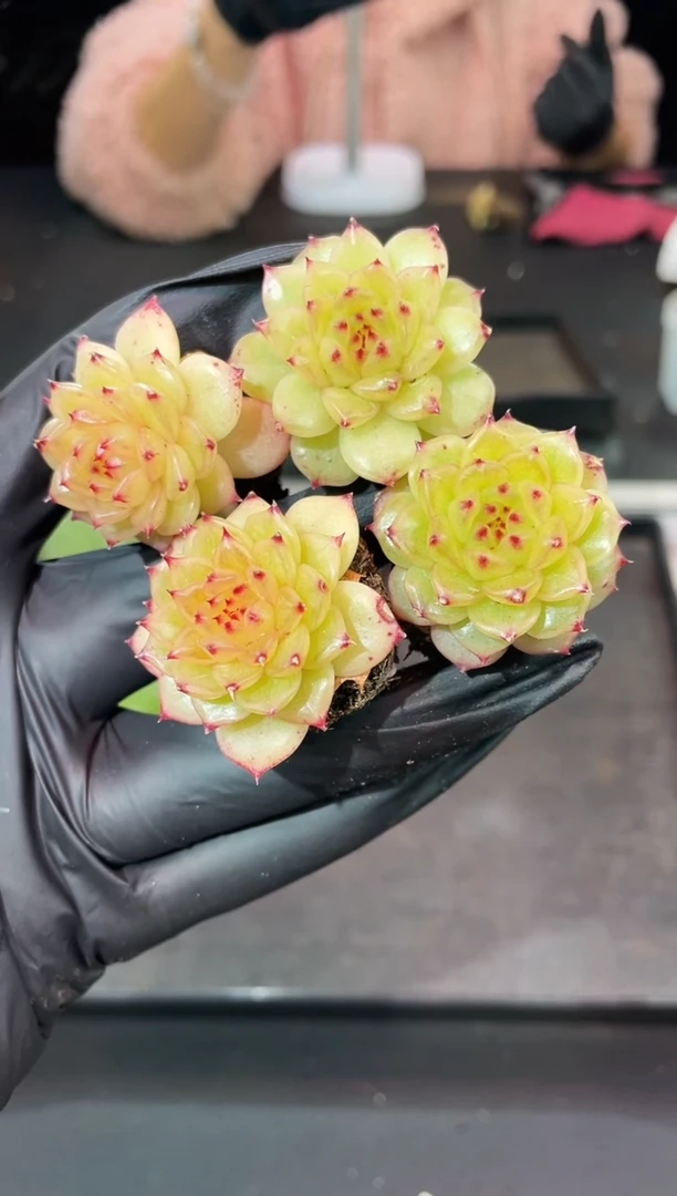 闪购1009 冰琉璃多肉一颗 3-3.5厘米