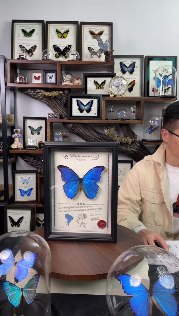 大蓝闪蝶-豪华版【A4欧式框】微瑕