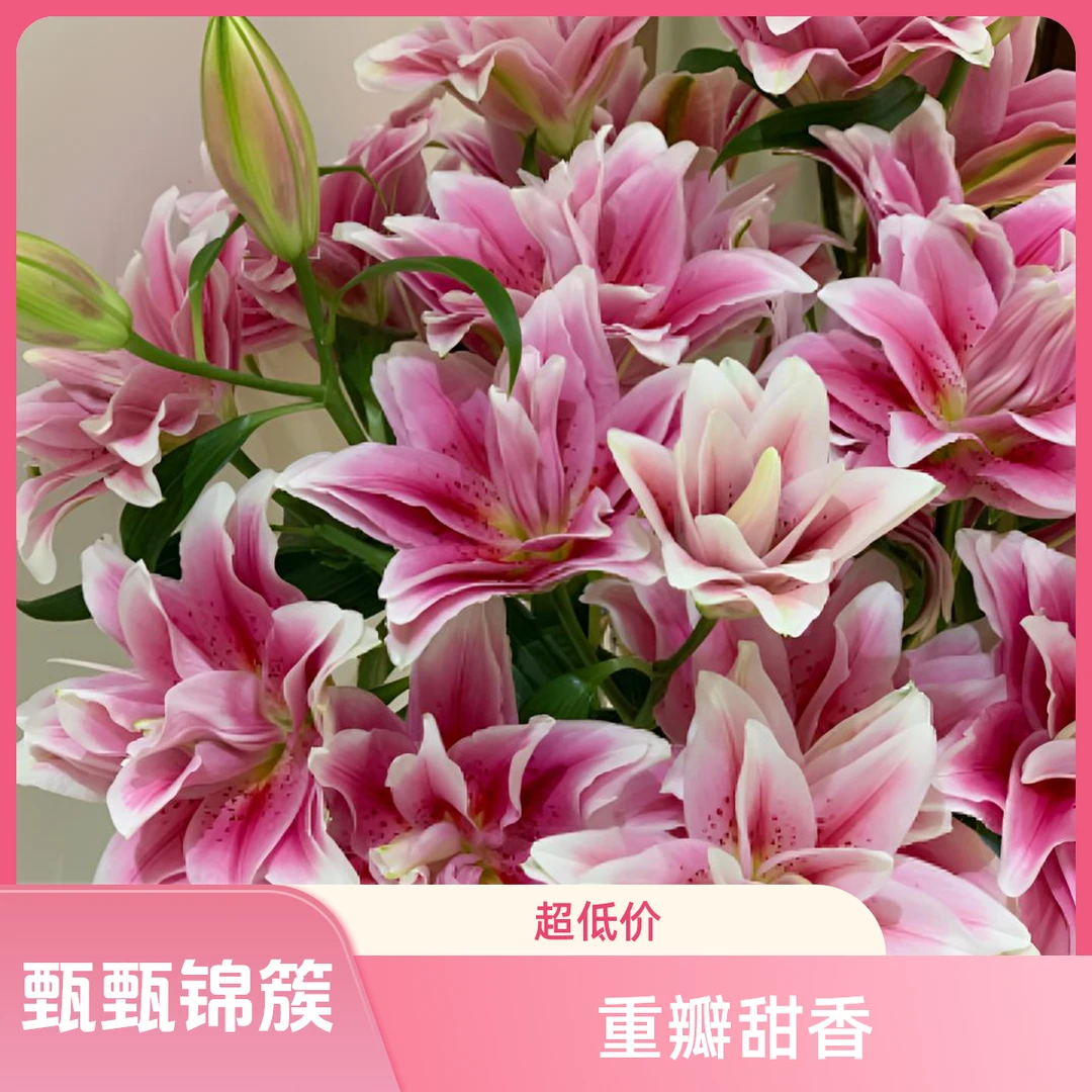百合香水百合重瓣西亚拉(甜香型)东北基地鲜花新鲜采摘