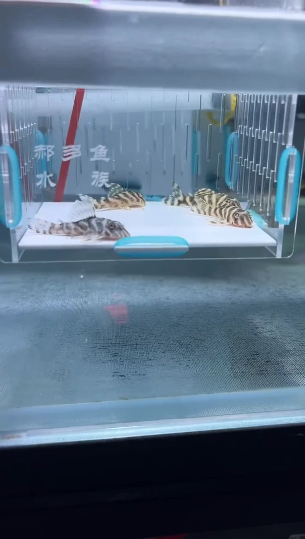 清道夫4+不包入缸损16