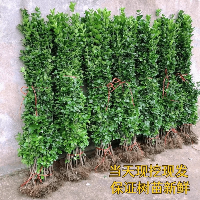 北海道黄杨苗常绿花园围墙篱笆绿化植物四季青法国冬青苗绿篱丛生