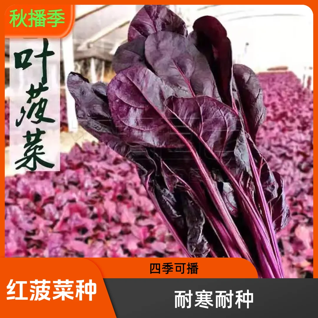 【满5包包邮】红菠菜种籽耐寒紫色菠菜种子小叶菠菜四季播蔬菜种子