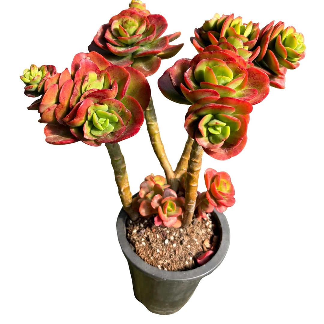 精品高黑杯红梅多肉植物优质种植售后基地自产自销优选根系鲜活