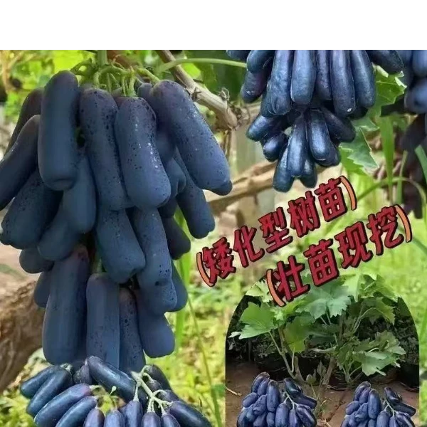 葡萄树苗阳光玫瑰蓝宝石庭阳台院种植果树带土盆栽南北方当年结果