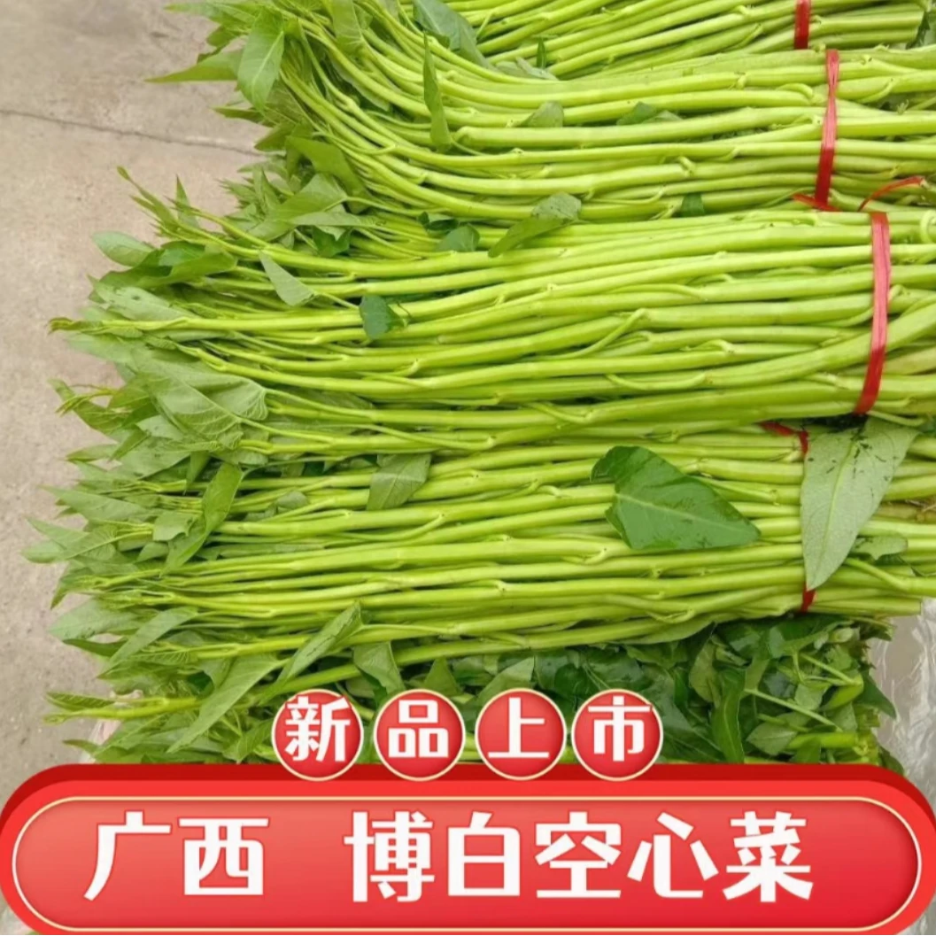 博白空心菜脆嫩新鲜产地发货