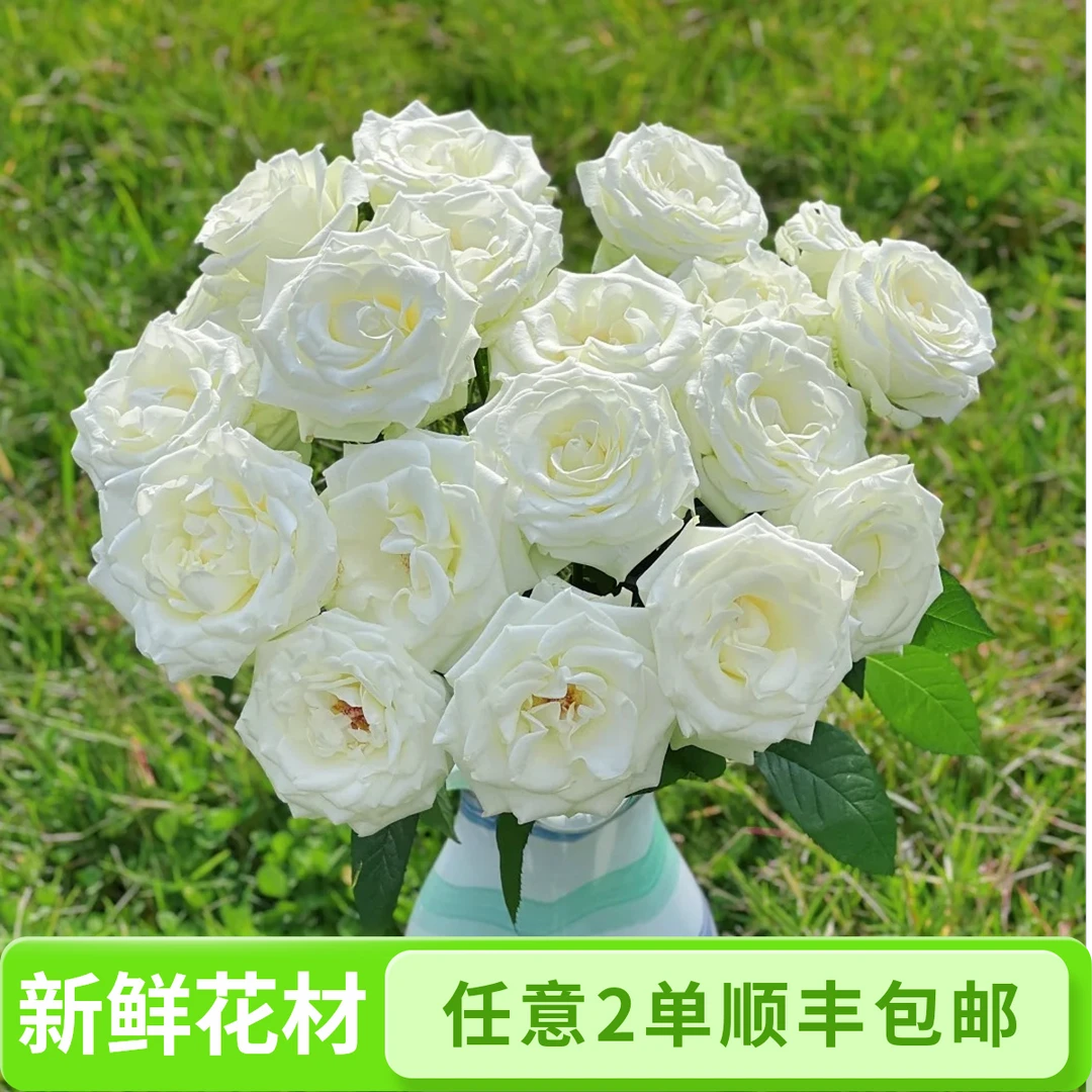骄傲玫瑰，任意2单发顺丰包邮