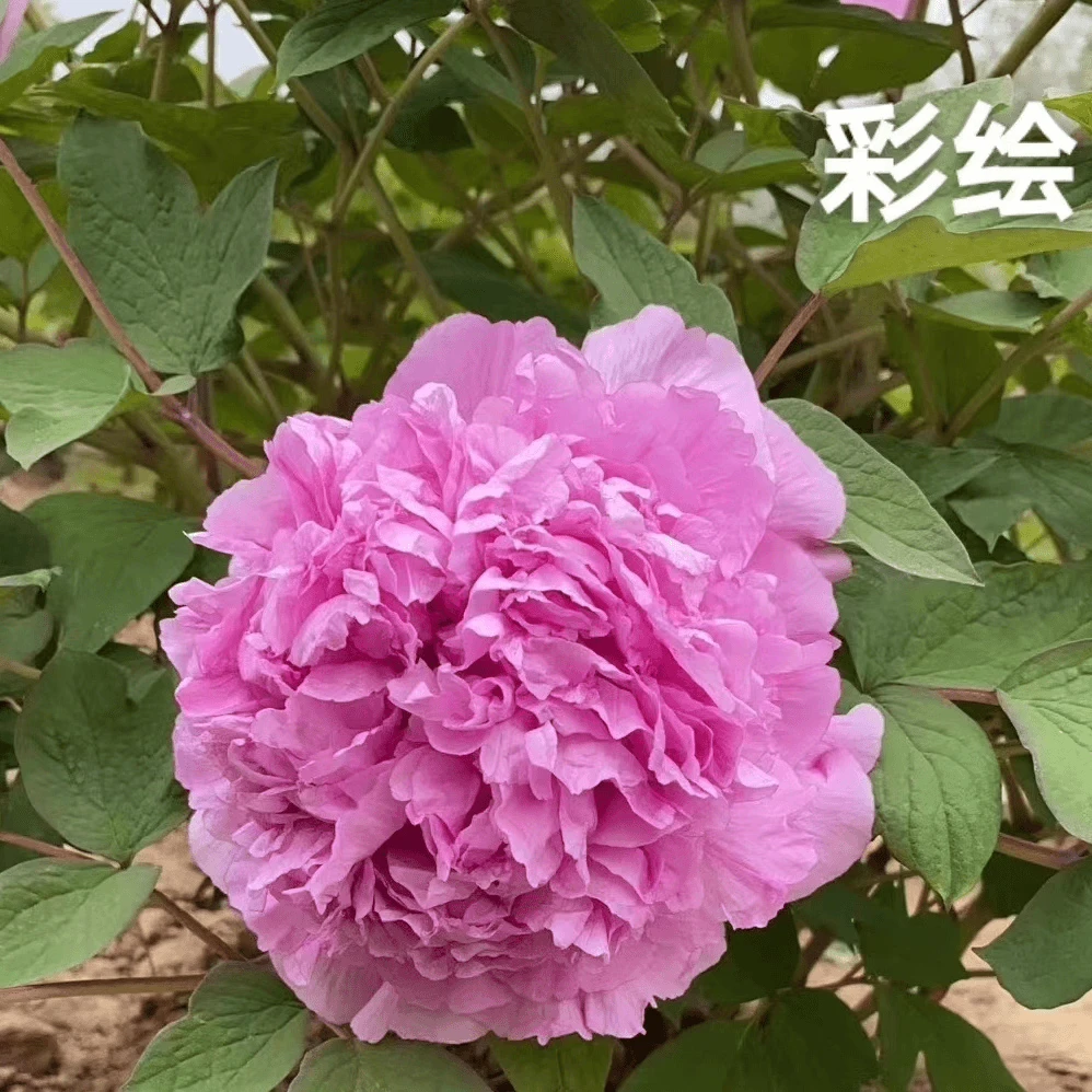 《彩绘》蓝色系牡丹大花起楼皮实好养适合盆栽地栽耐寒耐旱