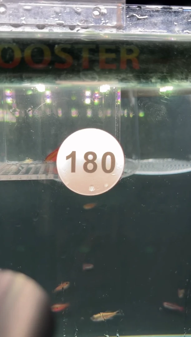 灯科鱼大****?【180】超级红魔鬼