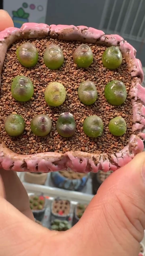 202多肉植物肉锥杂交一颗