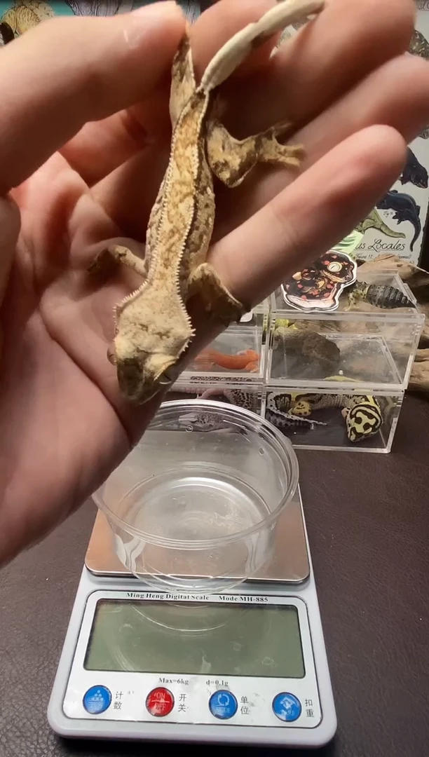 肥尾守宫鳞与尾 Scale Tail 爬宠HJ6