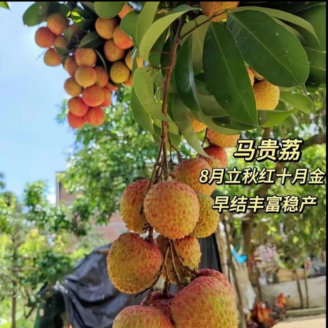 马贵荔枝果树苗八月荔中秋荔晚熟荔枝盘栽地栽庭院