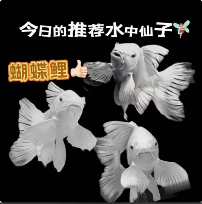 精品蝴蝶鲤台系白色普身观赏鱼16-18厘米