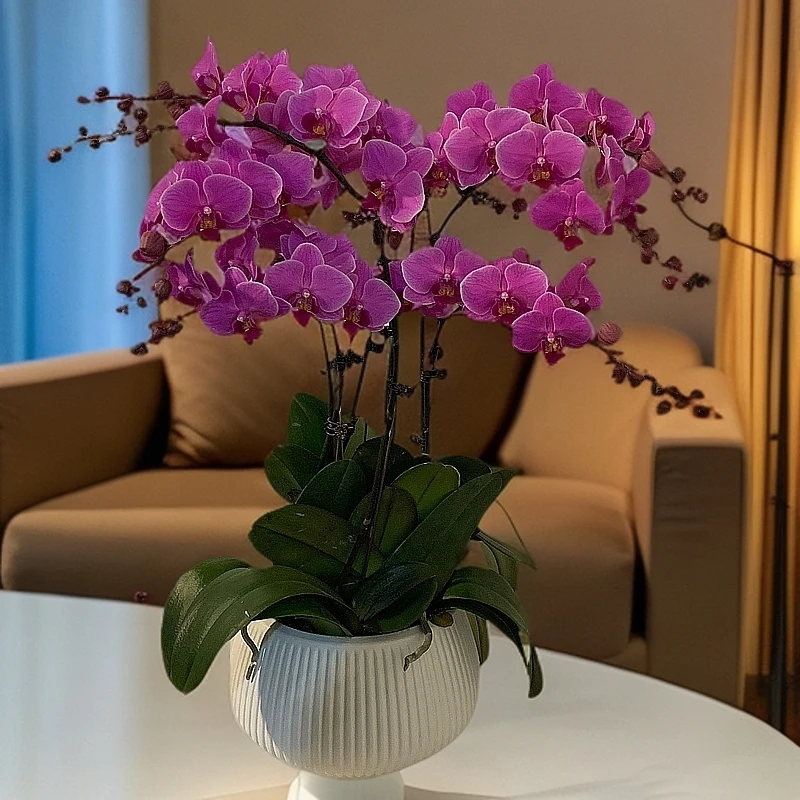 鲜花【婚宴】蝴蝶兰室内种植观赏送礼带花发货